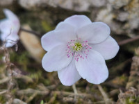 /album/rarity-a-novinky-2026-predjari/hepatica-nobilis-giselle-jpg/